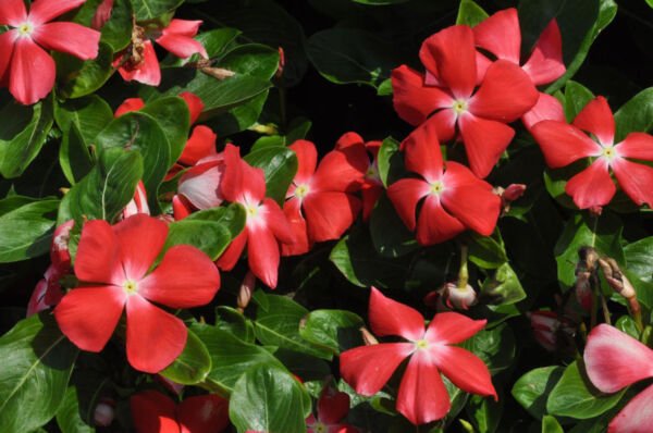 Vinca Pacifica XP Cherry Red Halo Flower 50 Seeds Fresh Garden
