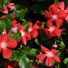 Vinca Pacifica XP Cherry Red Halo Flower 50 Seeds Fresh Garden
