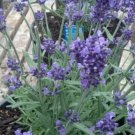 50 Lavandula Ellagance Purple Purple Lavender Seeds Fresh Garden