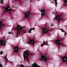 50 Pelleted Petunia Celebrity Plum Ice Seeds Fresh Garden