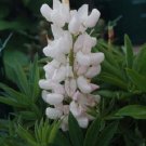 25 Lupine Popsicle White Buy Flower Lupine Seeds Fresh Garden 25 Lupine Popsicle White Buy Flower Lupine Seeds Fresh Garden