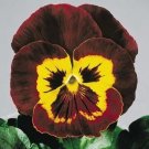 50 Pansy Joker Mahogany Gold Pansy Seeds Fresh Garden
