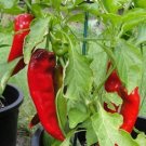 50 Pepper Corno DiTorro Rosso Sweet Pepper Seeds Fresh Garden