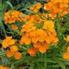 250 Wallflower Siberian Wallflower Cheiranthus Allionii Biennial Seeds Fresh Garden