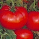 Tomato 500 Delicious Tomato World Record Tomato Seeds Fresh Garden