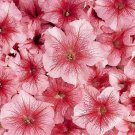 Petunia 50 Pelleted Celebrity Peach Ice Seeds Fresh Garden