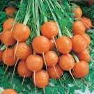 Parisian Carrot Vegetable 300 Carrot Seeds Fresh Garden