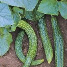 Vegetable 50 Suyo Long Cucumber Seeds Fresh Garden
