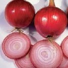 250 Onion Southport Red Globe Seeds Fresh Garden