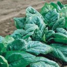 1 Spinach Olympia Spinach 200 Seeds Fresh Garden 1 Spinach Olympia Spinach 200 Seeds Fresh Garden