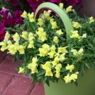 Snapdragon Candy Showers Yellow 15 Multi Pelleted Trailing Seeds Fresh Garden