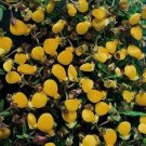 CALCEOLARIA GOLD PURSE 500 Hardy Seeds Fresh Garden
