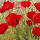 American Legion Poppy FLOWER 10000 Poppy Seeds Fresh Garden