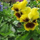 Pansy Frizzle Sizzle Yellow FLOWER 50 Seeds Fresh Garden