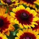 Rudbeckia To To Rustice 50 Seeds Fresh Garden