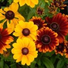 Rudbeckia To To Mix 50 Hardy Seeds Fresh Garden