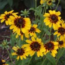 Rudbeckia Solar Eclipse 50 Seeds Fresh Garden