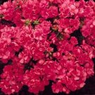 Phlox Promise Rose 50 Double Flower Phlox flower Phlox drummon Seeds Fresh Garden