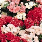 Phlox Promise Mix 50 Double Flower Phlox flower Phlox drummon Seeds Fresh Garden