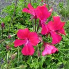 Geranium 15 Film Coated Tornado Carmine Trailing Geranium Seeds Fresh Garden