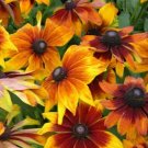 Rudbeckia Autumn Colors 50 Rudbeckia Hirta Seeds Fresh Garden