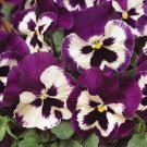 Pansy 50 Spring Matrix Purple And White Viola X wittrockiana Seeds Fresh Garden