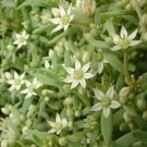 Sedum Hispanicum Sedum 250 Ground Cover Seeds Fresh Garden
