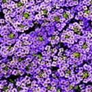 100 Alyssum Wonderland Blue Ground Cover Seeds Fresh Garden