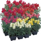 Snapdragon Floral Showers Mix 100 Seeds Fresh Garden