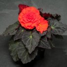 Begonia Nonstop Mocca Orange 15 Pelleted Seeds Fresh Garden