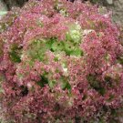 Leaf Lettuce Lolla Rossa 3000 Seeds Fresh Garden