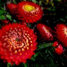Helichrysum 250 Strawflower King Red Seeds Fresh Garden