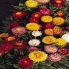 Helichrysum Bikini Mix 250 Strawflower Seeds Fresh Garden