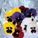 Pansy Snowpansy Mix Snowpansy 50 Seeds Fresh Garden