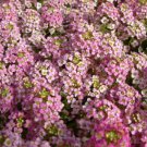 Alyssum Wonderland Pink Ground Cover 100 Seeds Fresh Garden