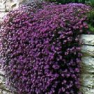Rock Cress Cascading Purple 100 Aubrieta Seeds Fresh Garden