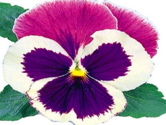 Pansy Massive Blue Cap LARGE BLOOMS 50 Seeds Fresh Garden