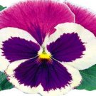Pansy Massive Blue Cap LARGE BLOOMS 50 Seeds Fresh Garden