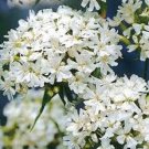 Lychnis Snowstar Lychnis Viscaria Snowstar 2000 Flower Seeds Fresh Garden