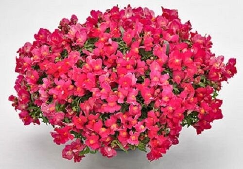 Snapdragon Candy Showers Rose 15 Multi Pelleted Trailing Seeds Fresh Garden