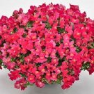 Snapdragon Candy Showers Rose 15 Multi Pelleted Trailing Seeds Fresh Garden