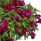 Snapdragon Candy Showers Deep Purple 15 Multi Pelleted Trailing Seeds Fresh Garden