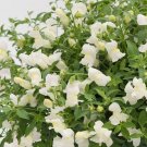 Snapdragon Candy Showers White 15 Multi Pelleted Trailing Seeds Fresh Garden