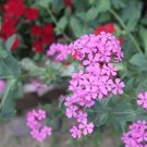Catchfly Silene Armeria 5000 Wildflower Seeds Fresh Garden