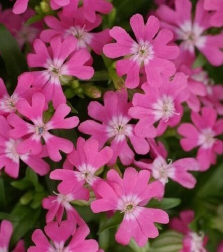 Catchfly Nodding Catchfly Triumph 500 Silene Pendula Triumph Seeds Fresh Garden