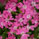Catchfly Nodding Catchfly Triumph 500 Silene Pendula Triumph Seeds Fresh Garden