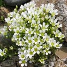 Arenaria Sandwort Mountain Sandwort 50 Seeds Fresh Garden