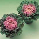 Ornamental Kale 50 Flowering Kale Kamome Pink Seeds Fresh Garden