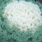 Ornamental Kale 50 Flowering Kale Kamome White Seeds Fresh Garden