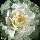 Flowering Cabbage 50 Osaka White flowering kale Seeds Fresh Garden